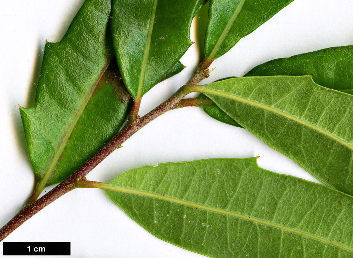 High resolution image: Family: Fagaceae - Genus: Quercus - Taxon: fusiformis × Q.laceyi